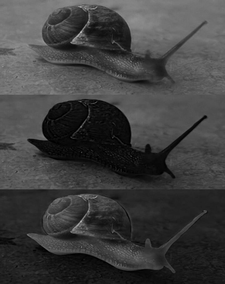 snail_7.png
