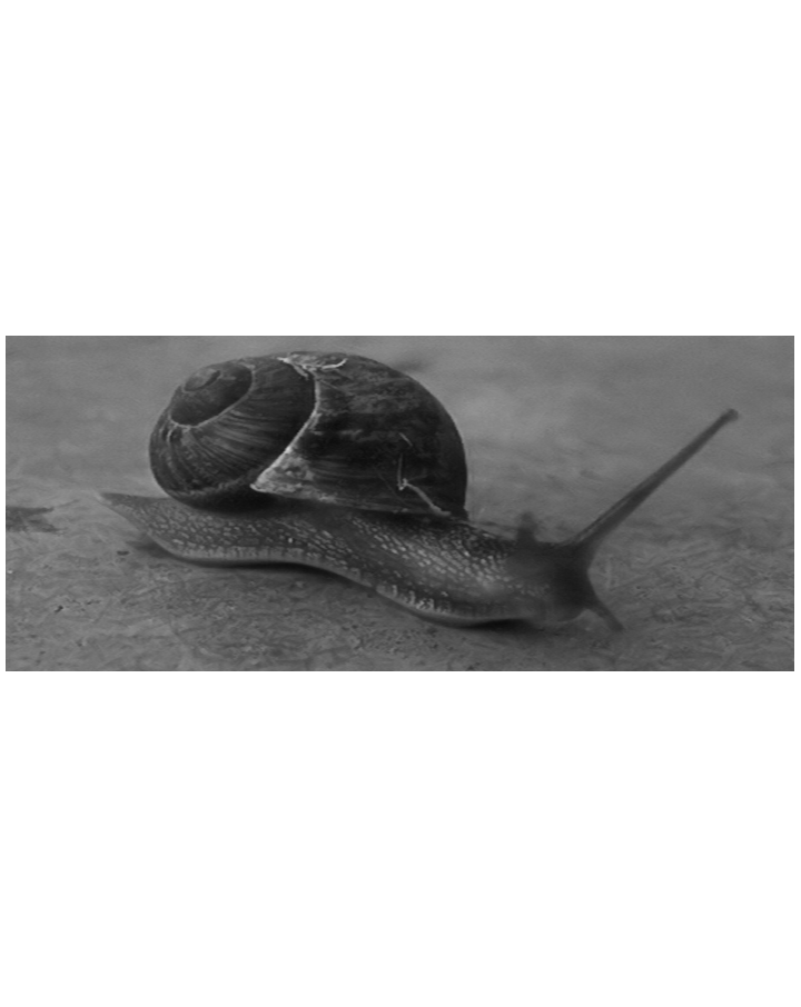 good_snail_r.png