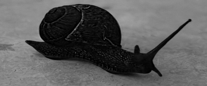 bad_snail_r.png