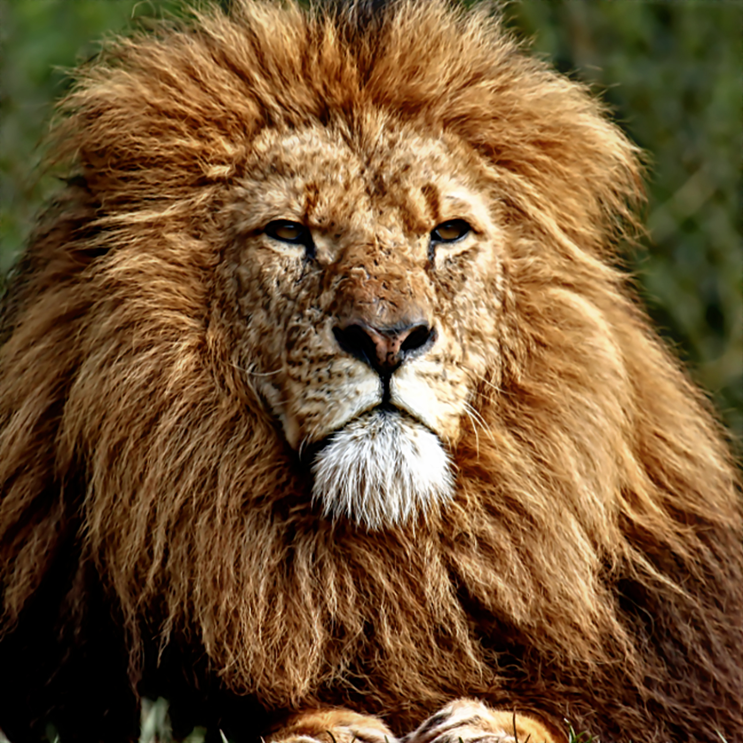 lion2_Klow.jpg