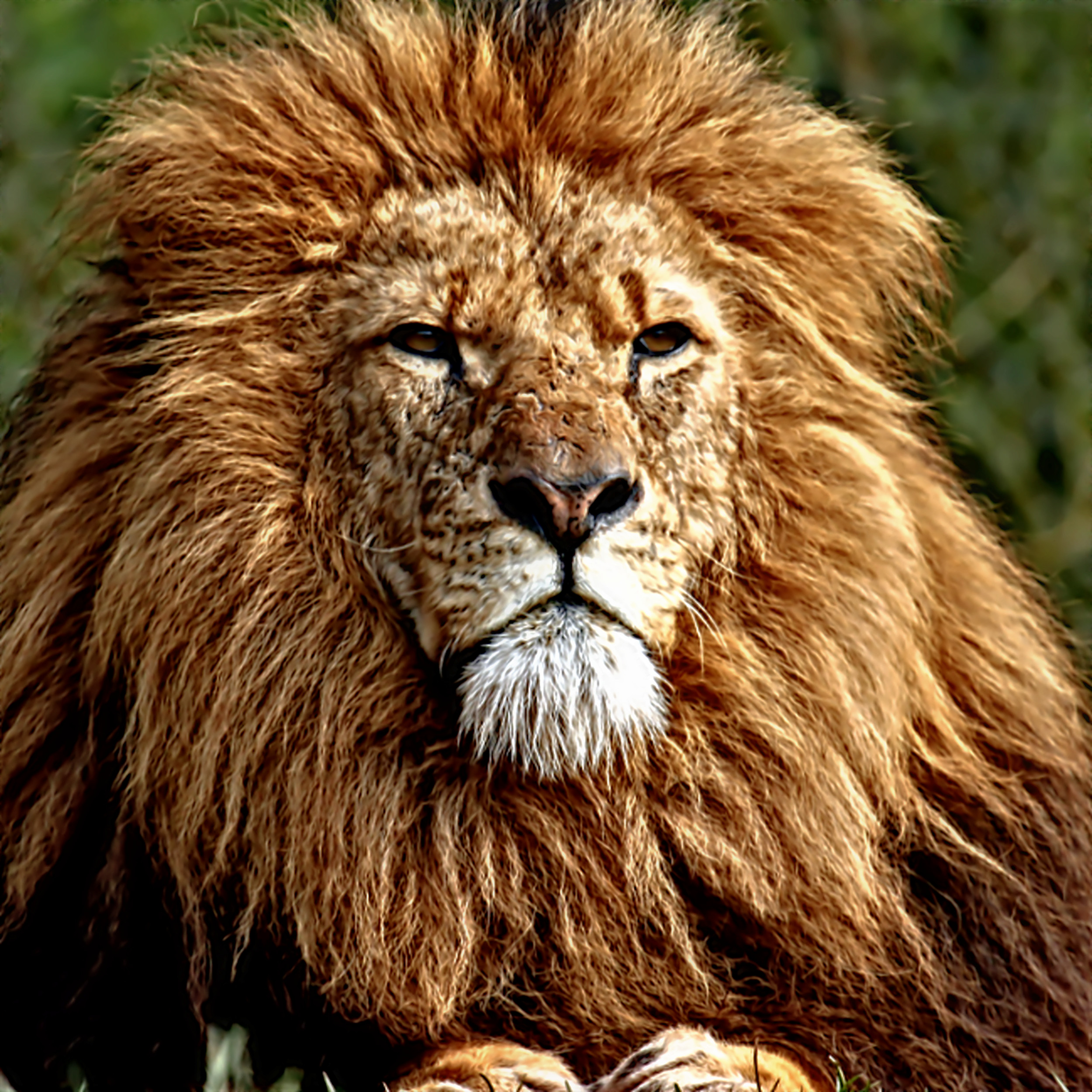 lion2_Kmed.jpg