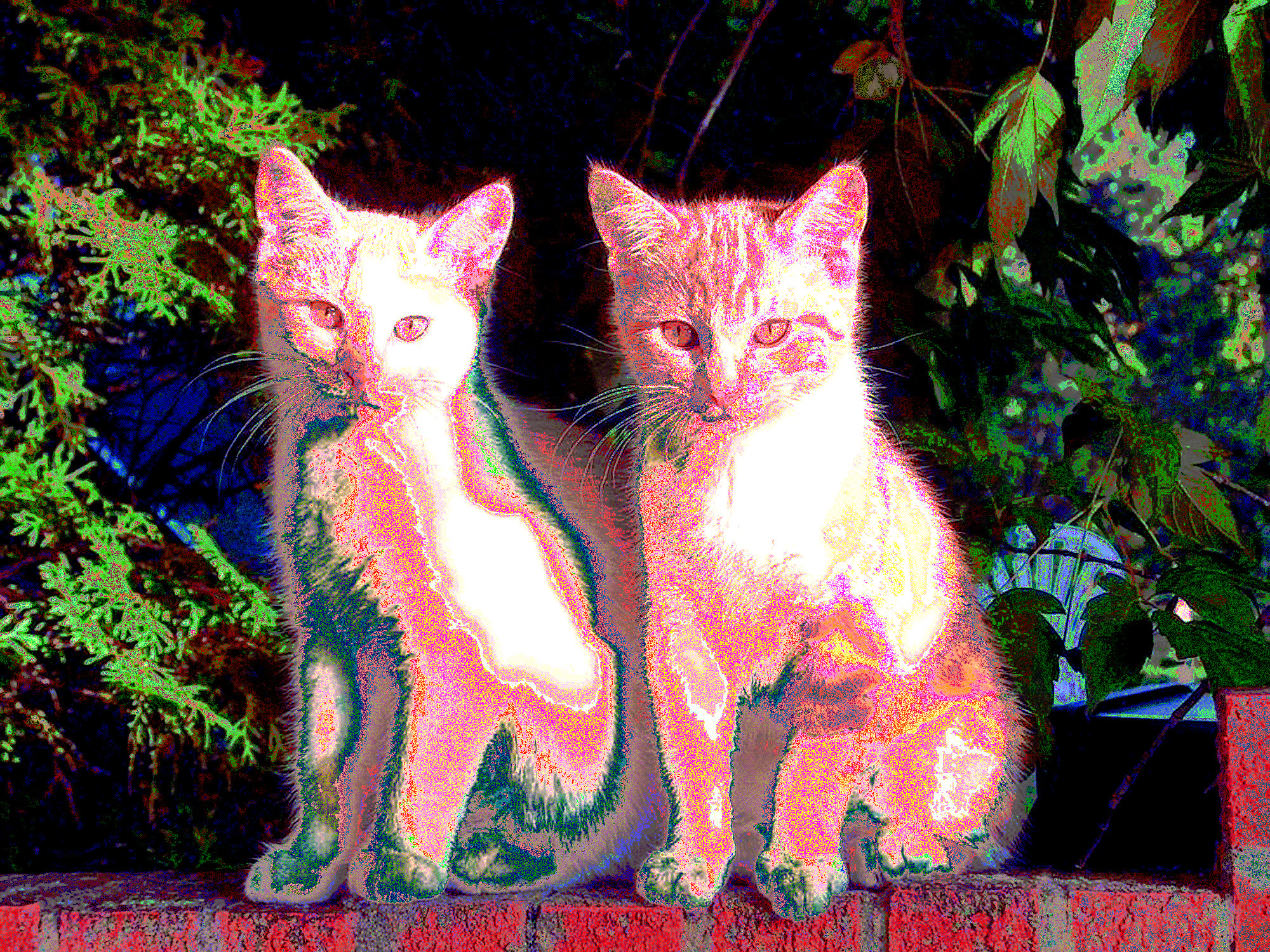 Free-cute-cats-wallpapers-and-cute-cats-backgrounds (pointillistic)b.jpg