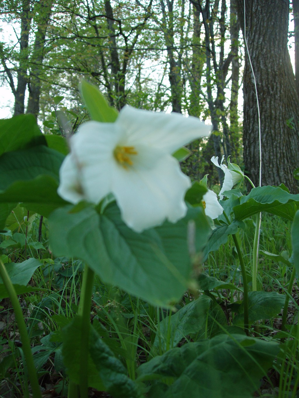 wht trillium1.JPG