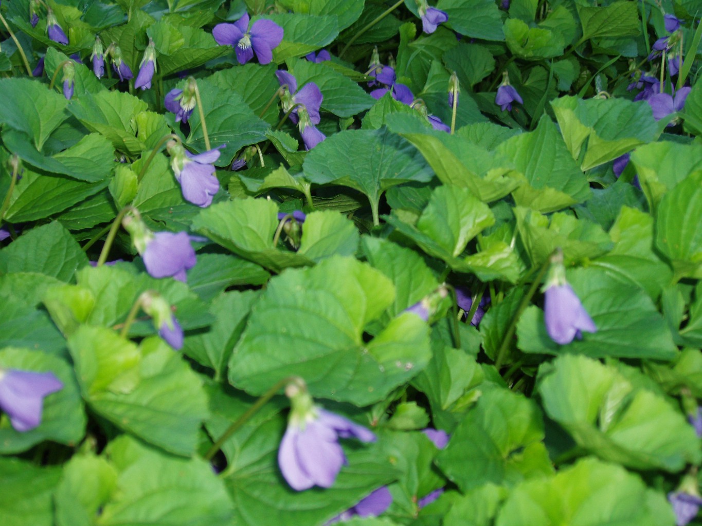 purple dog violets.JPG