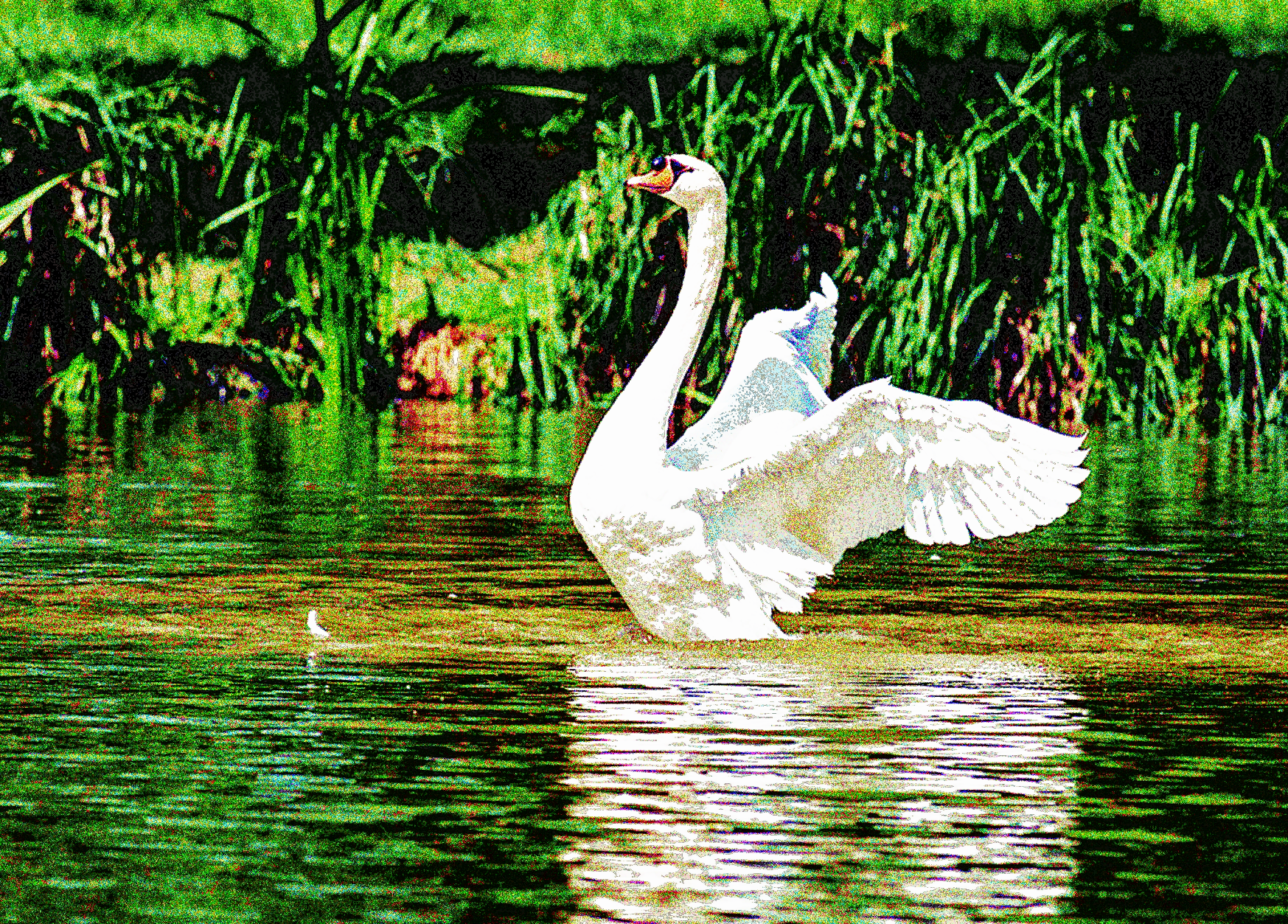 Swan.png