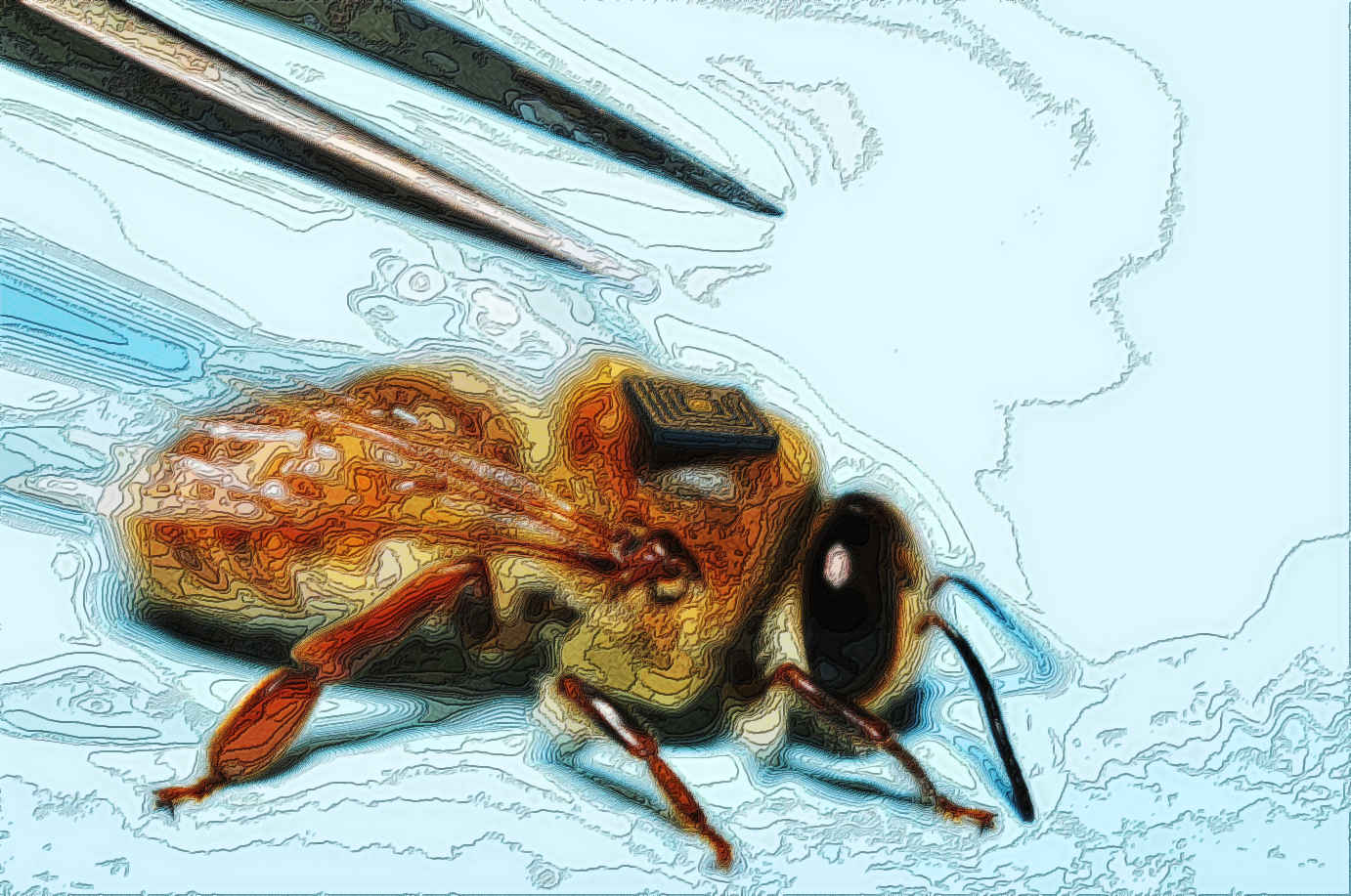 bee_02.jpg