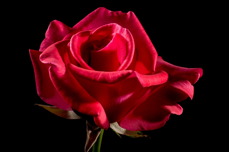 red-rose-320891_960_720.jpg