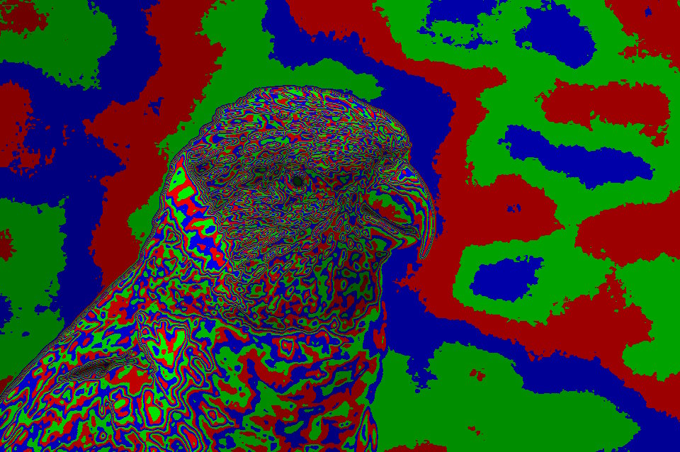 PsychedParrot.jpg
