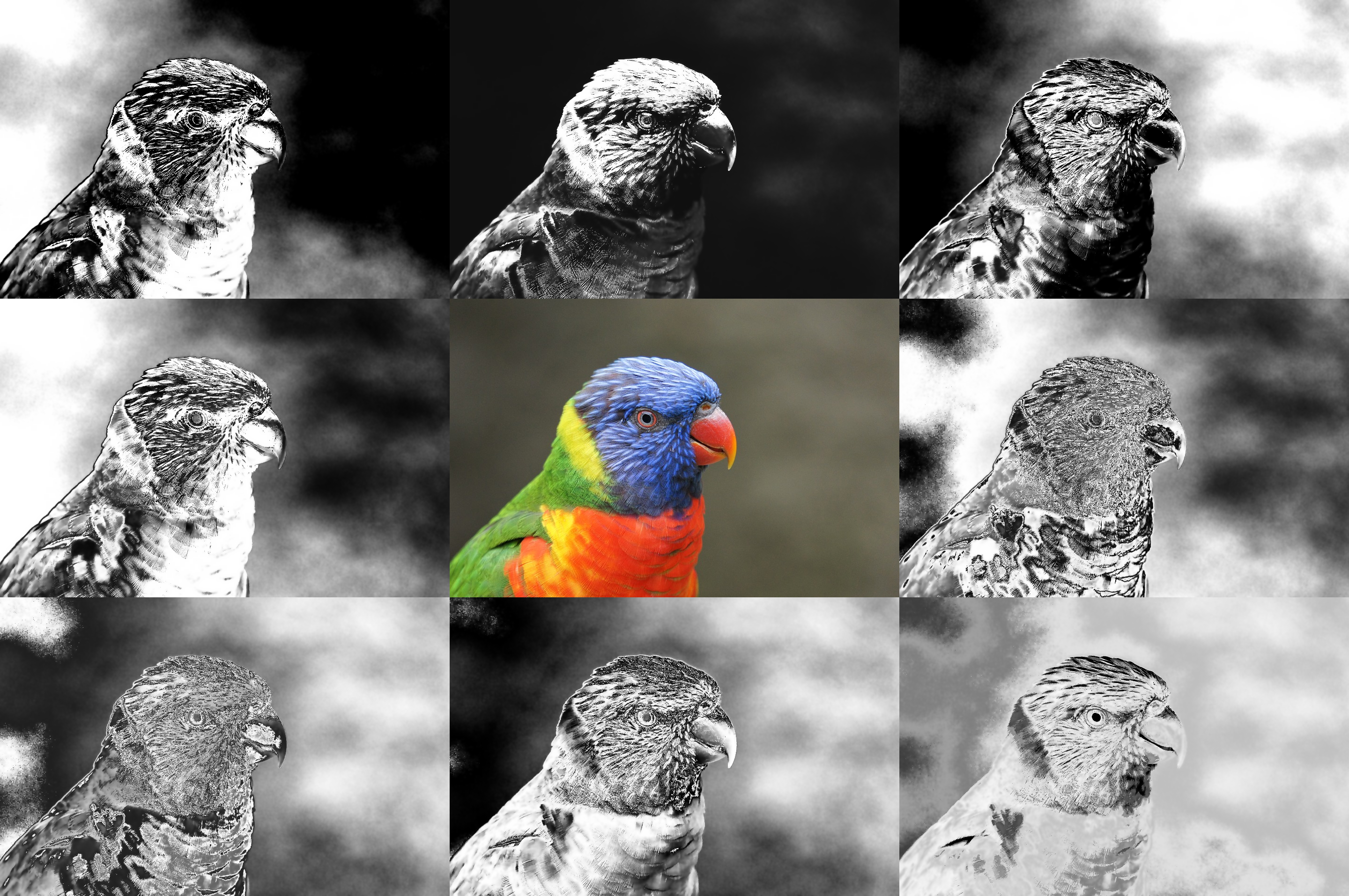 5049_ParrotOrig_MontageBW.png