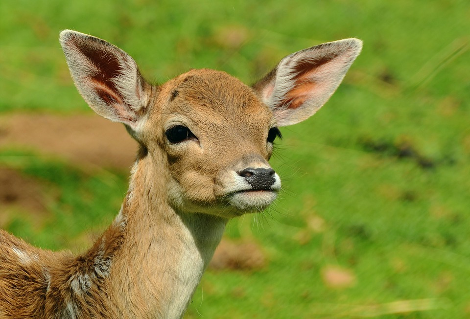 roe-deer-1586373_960_720.jpg