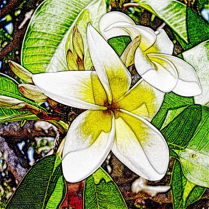 plumeria-209904_960_720-crop_JamackSketch(Burn).jpg
