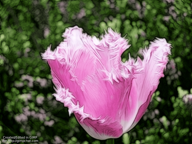 FringedTulipGMICnDecor.jpg