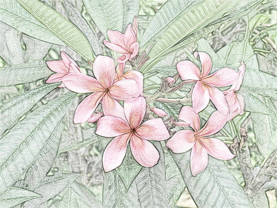 frangipani-534589_960_720, as a Sketch (Overlay).jpg