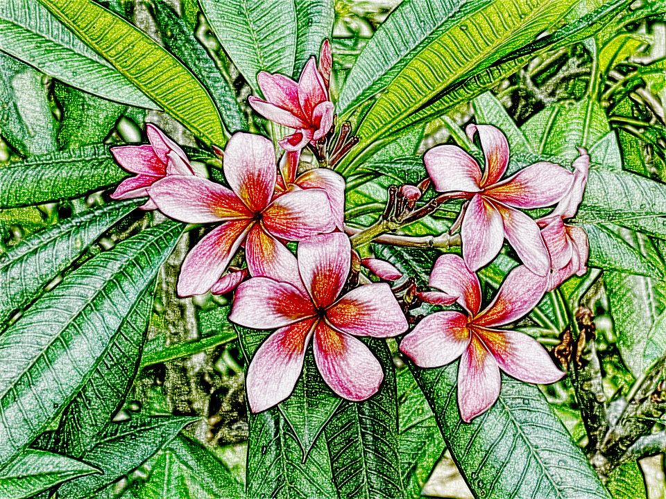 frangipani-534589_960_720, as a Sketch (Burn).jpg