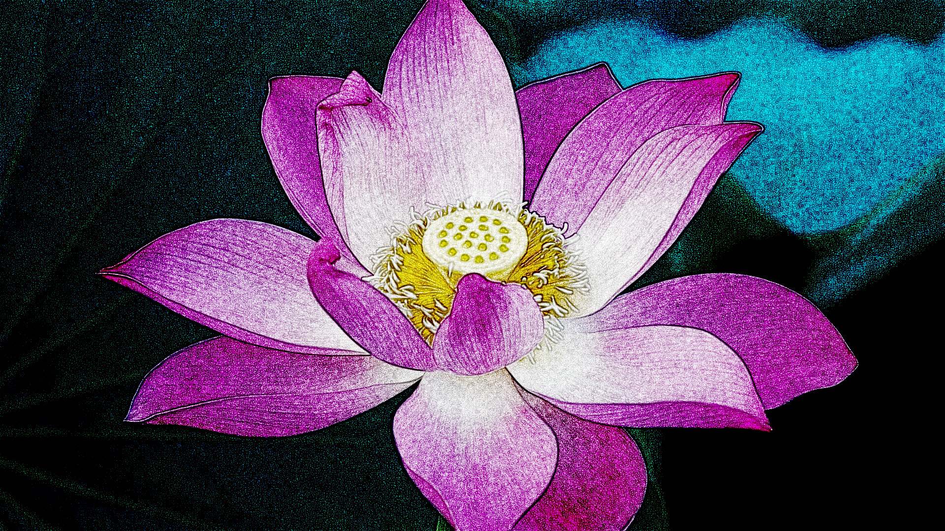 fiore_di_loto, as a Sketch (Burn)noGMIC.jpg
