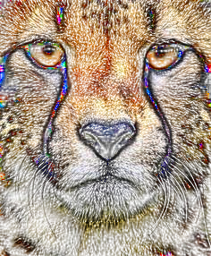 TigerSketch2.png