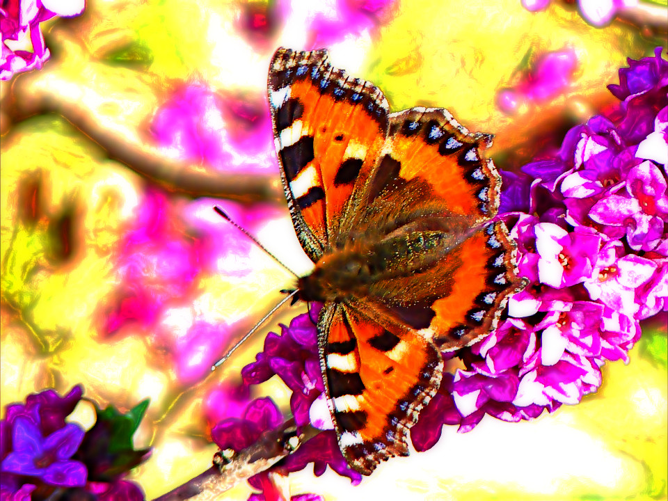 Emboss on butterfly-43008_960_720.jpg