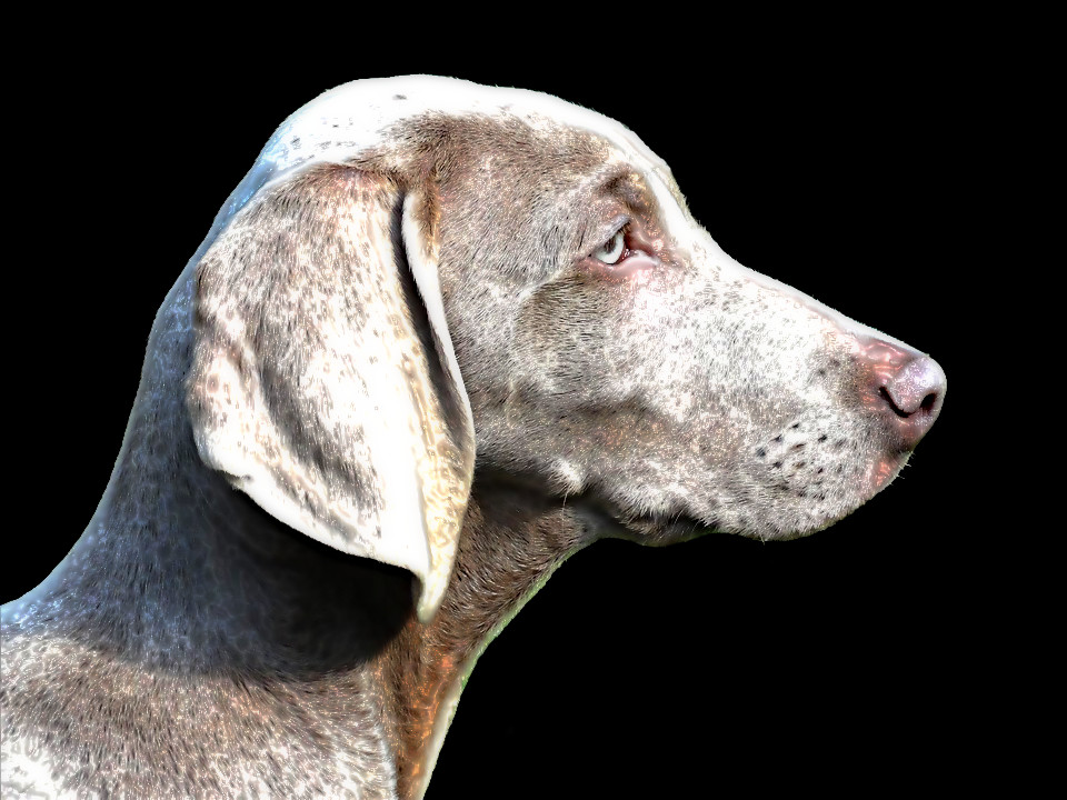 Emboss on dog-1742298_960_720.jpg