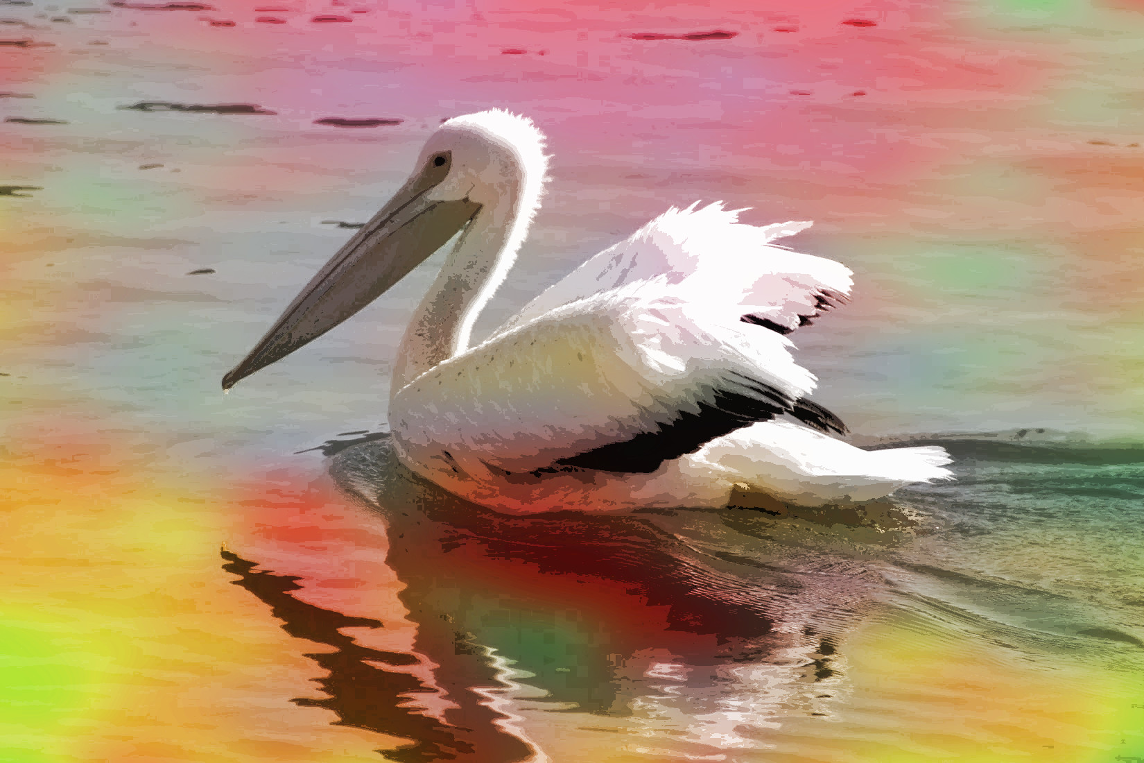 Pelican-DN-ColourWorld-50.jpg