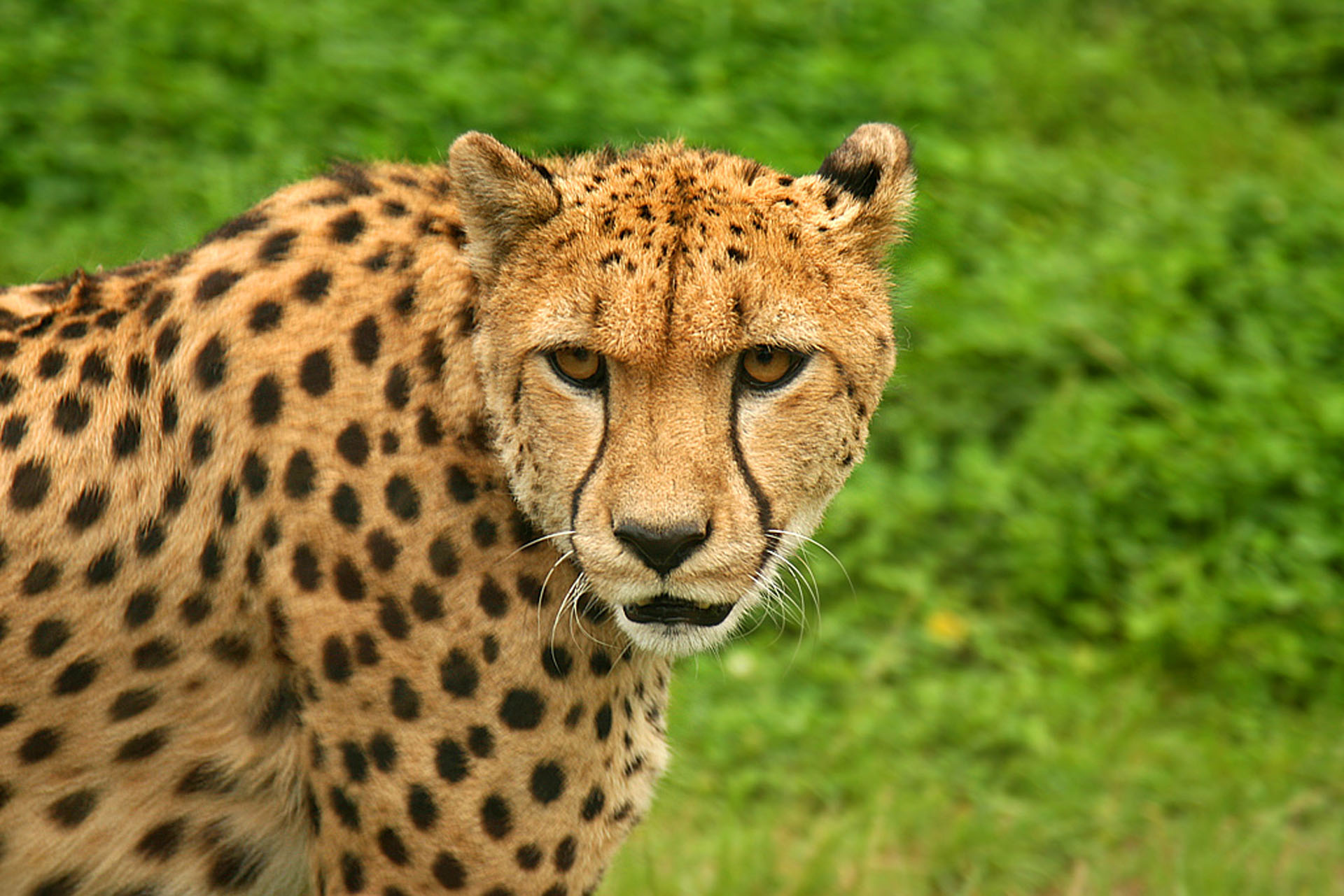 Cheetah.jpg