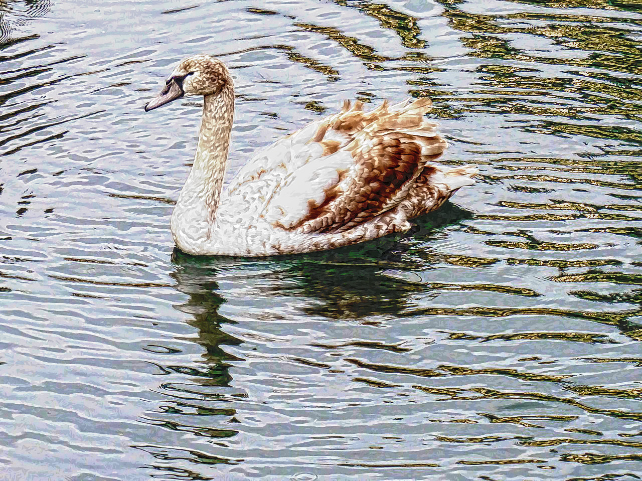 swan-646071_1280_Flamboyance.jpg