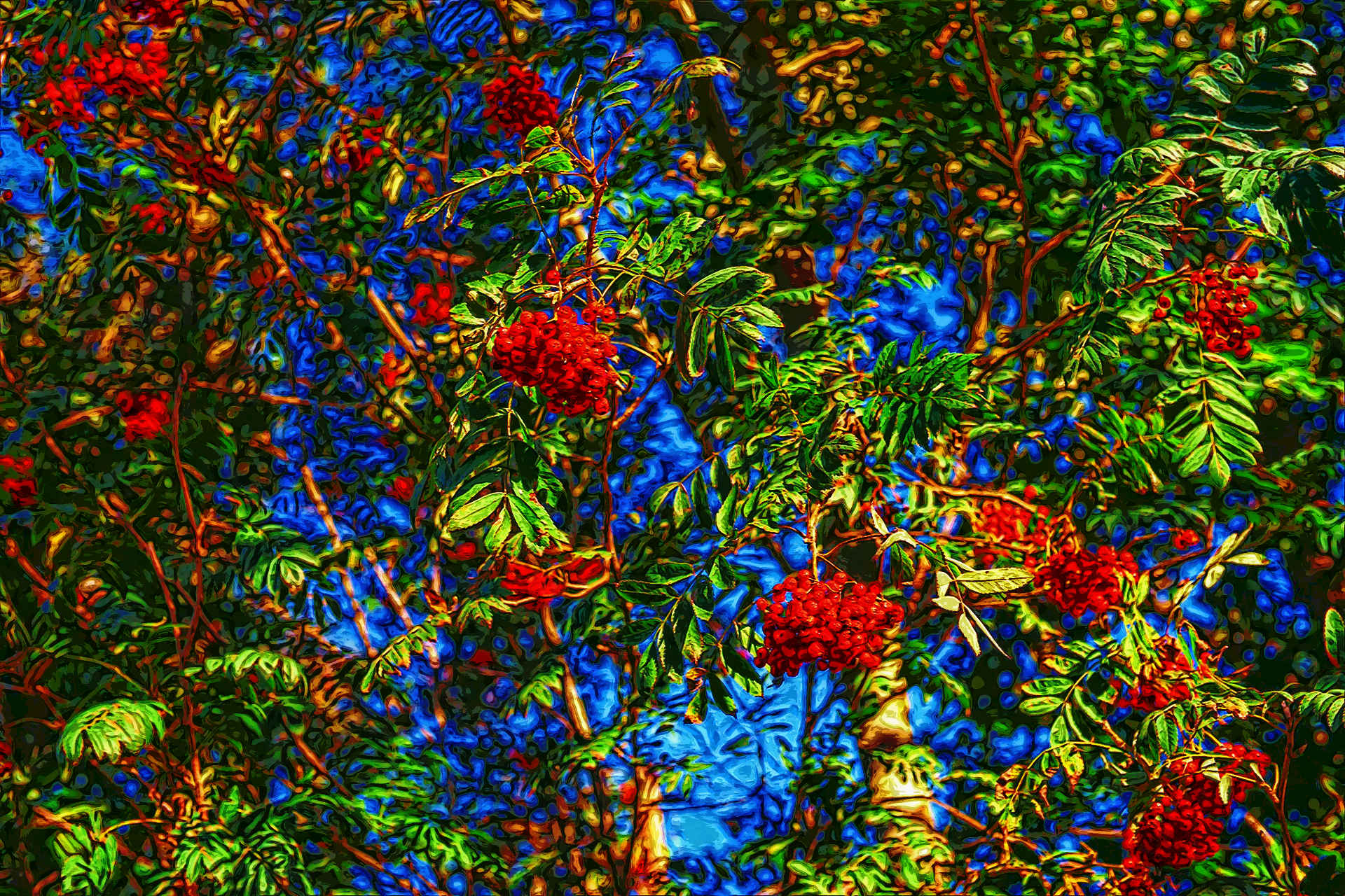 rowan-1694325_1920Flamboyance.jpg