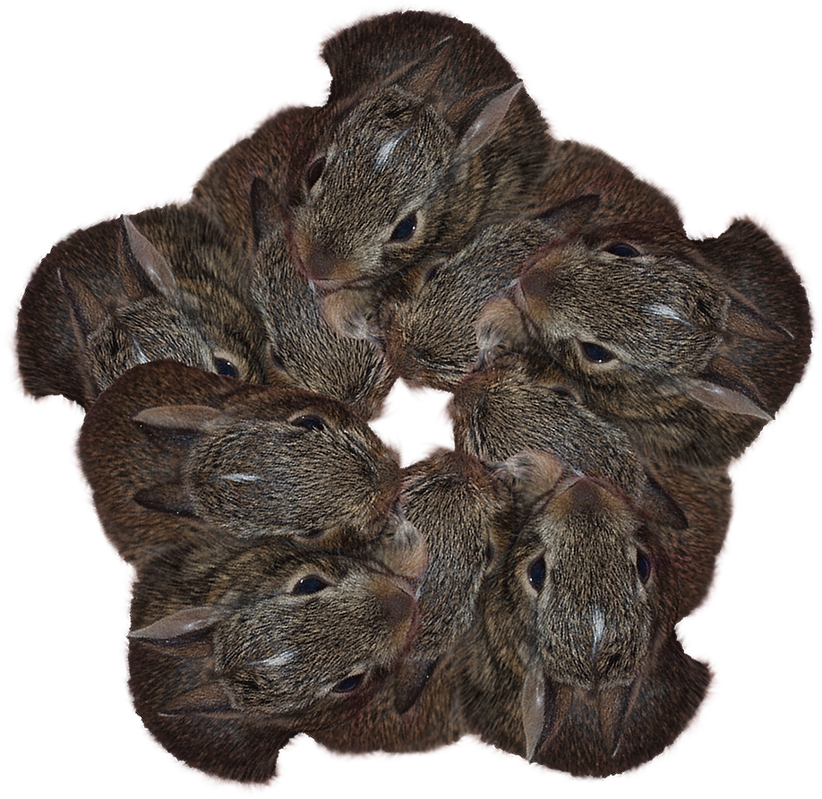 pentagonal_bunnies.png