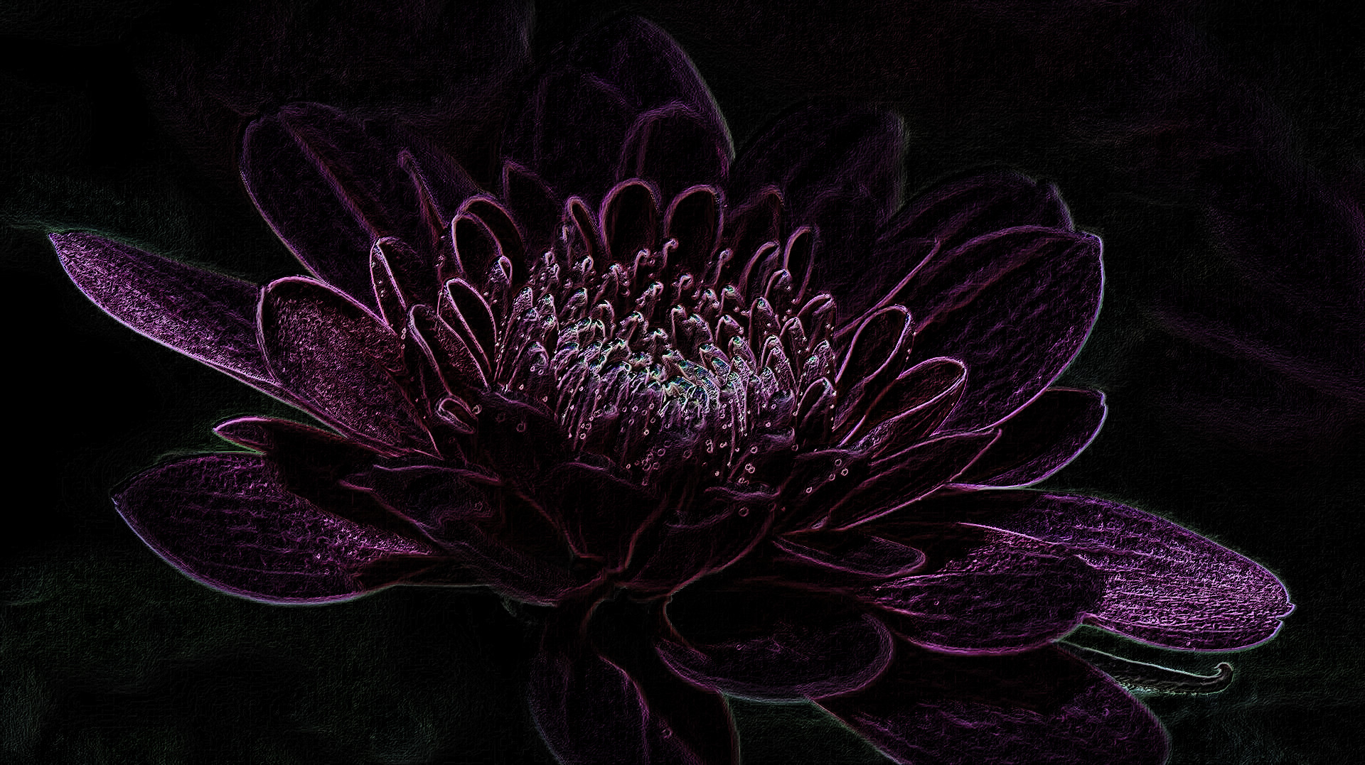 what-to-plant-in-the-fall, sketch method 4, on black paper (mid colours).jpg