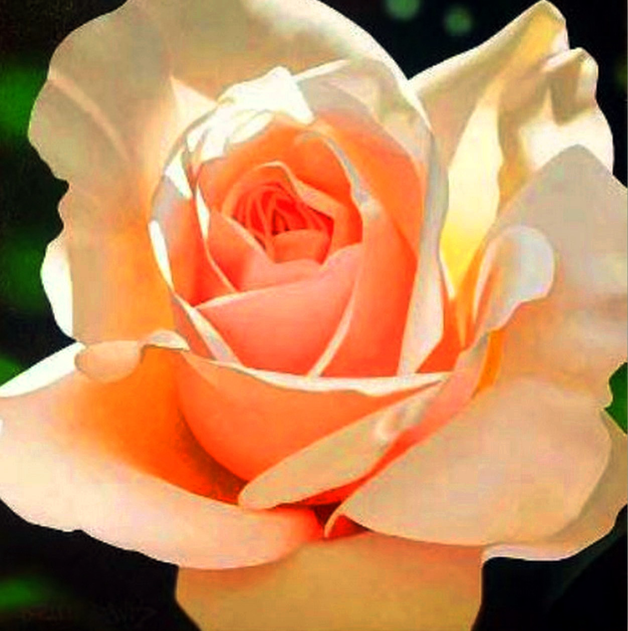 Bodegones y rosas_Transferred Colours.jpg