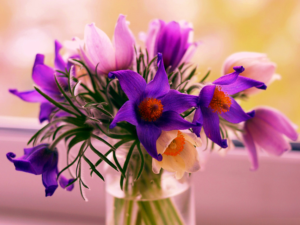 pasque_flowers-Transferred Colours.jpg