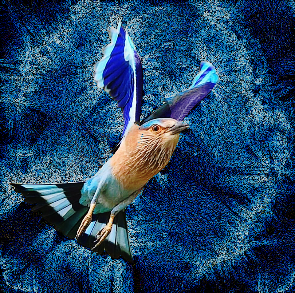 bird04.png