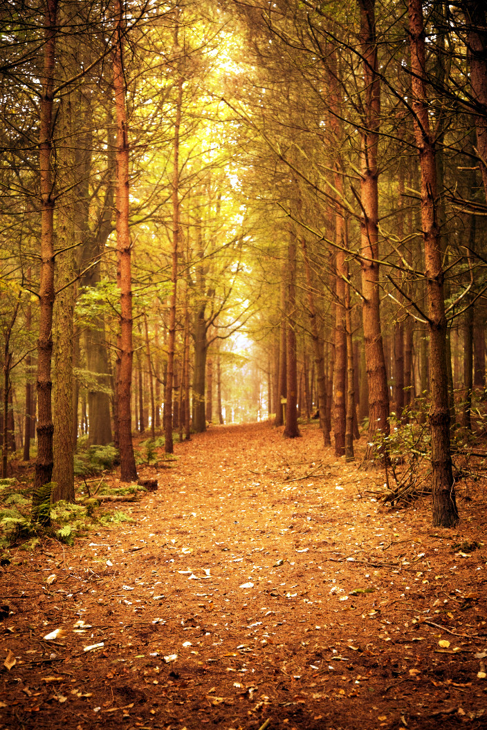 Destination Color Transfer.JPG