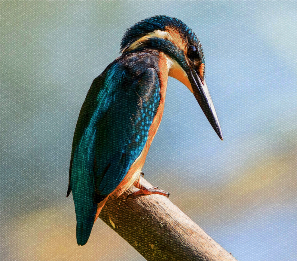 kingfisher_Original_DN_AnotherDrawingStyle_Double.jpg