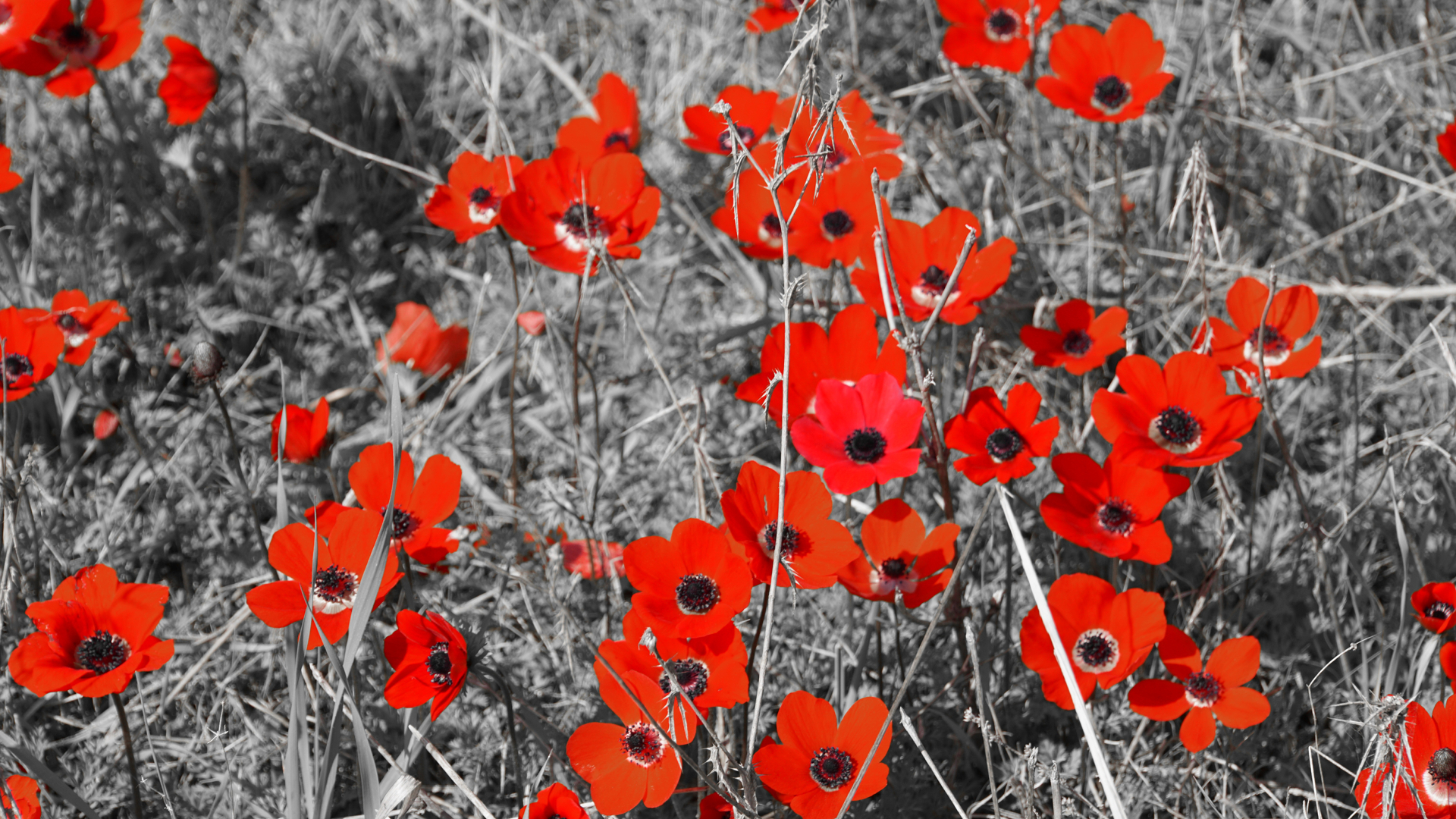 Red effect 03.jpg