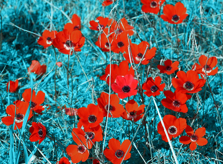 Red effect 04_toned_sml.jpg