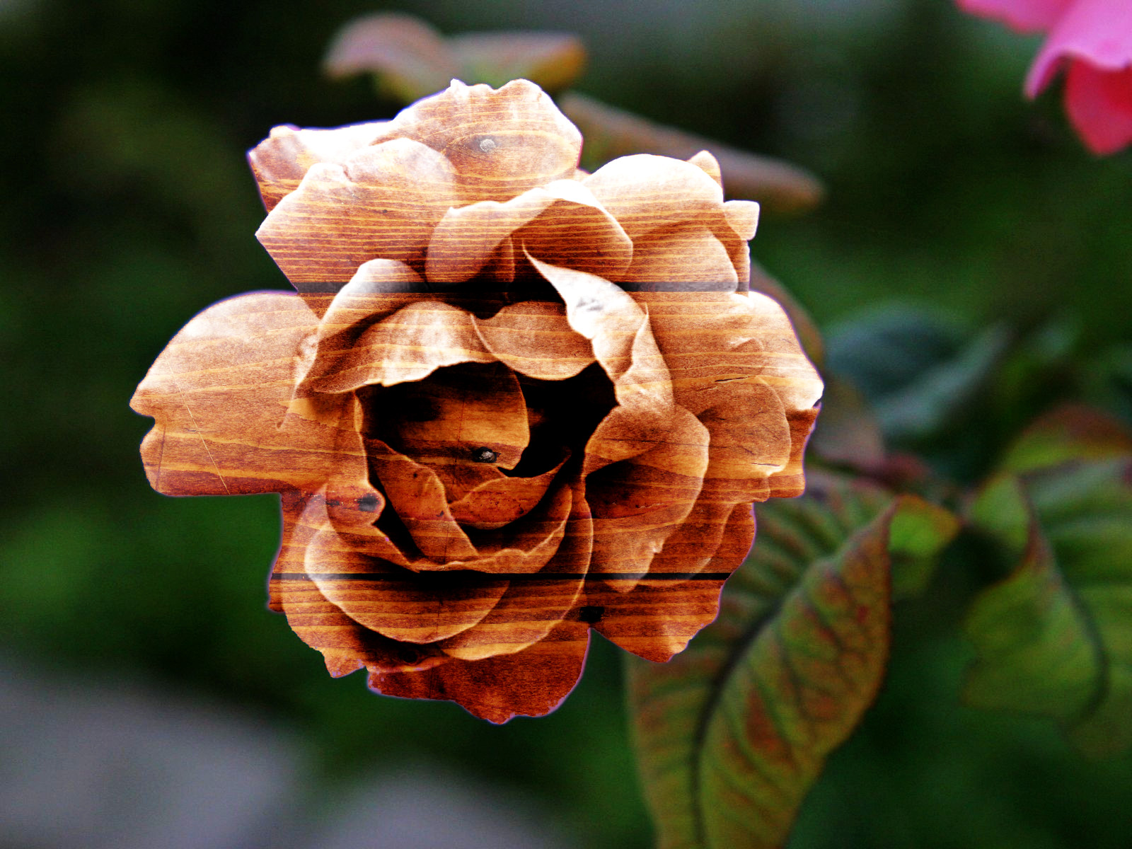 fpx110908-02_Wood Flower_Gimper Tut_Issa.jpg
