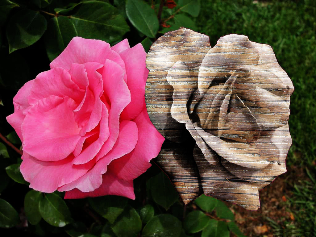 rosa_Meizeli_Wooden_Gimper Style.jpg