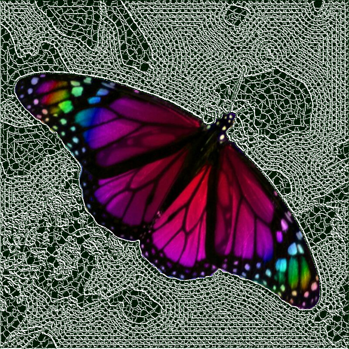 CutOutLaceButterfly.png