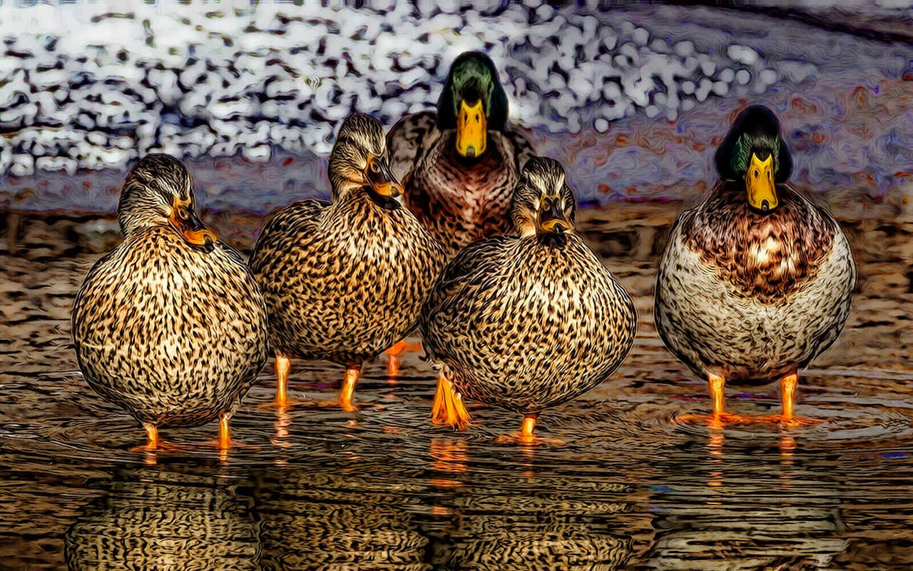 duck-1463317_1280_BA_Exaggeration_v2a.jpg