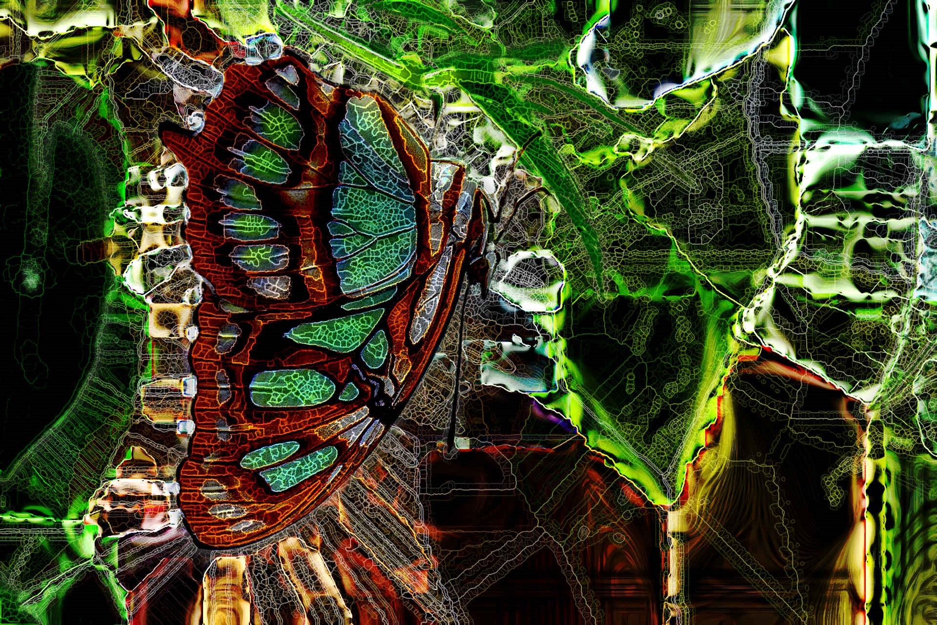 malachite-butterfly-1651511_1920D.jpg