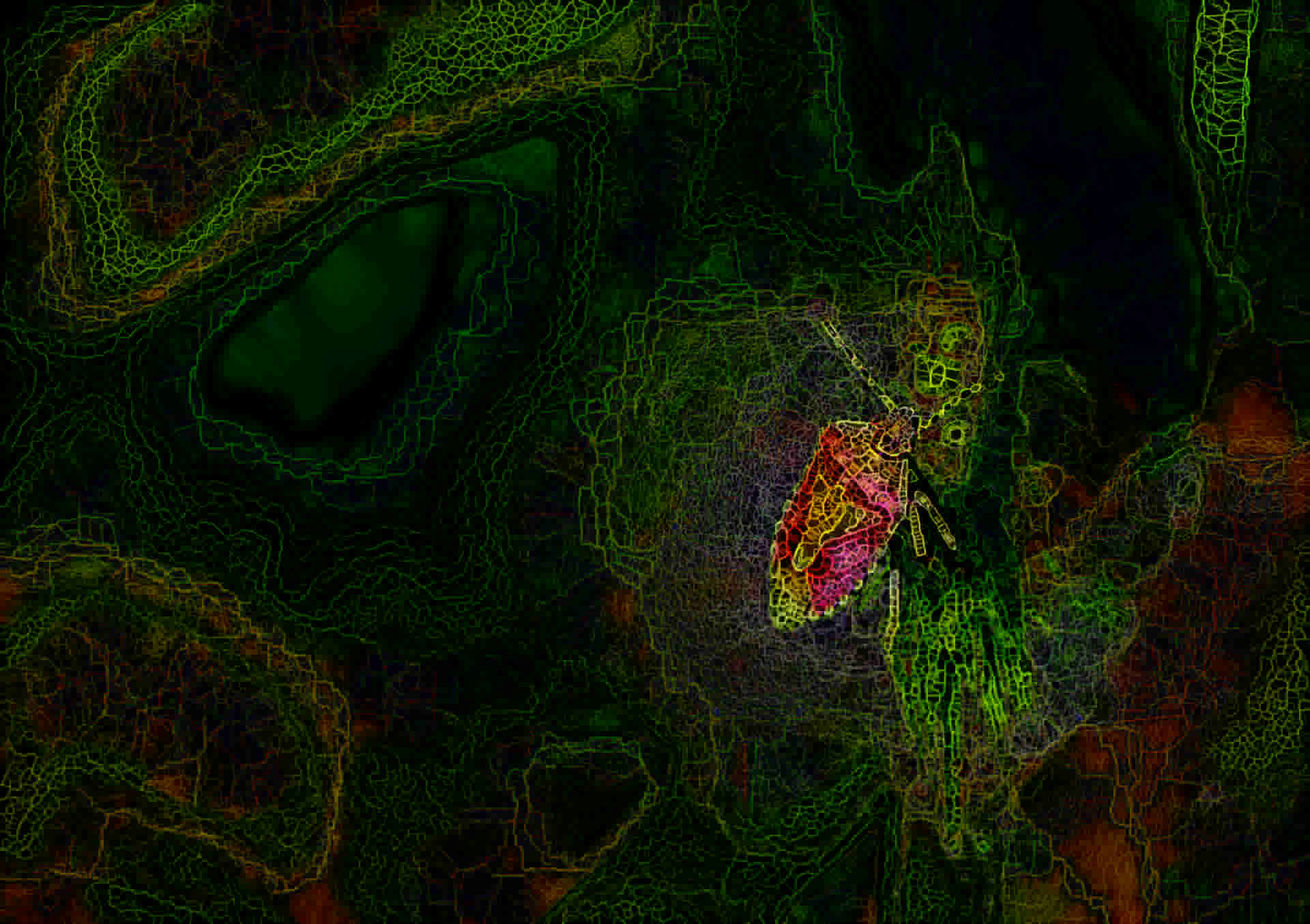 insect-2111755_1920,BA_SpiderPaint_v1b.jpg