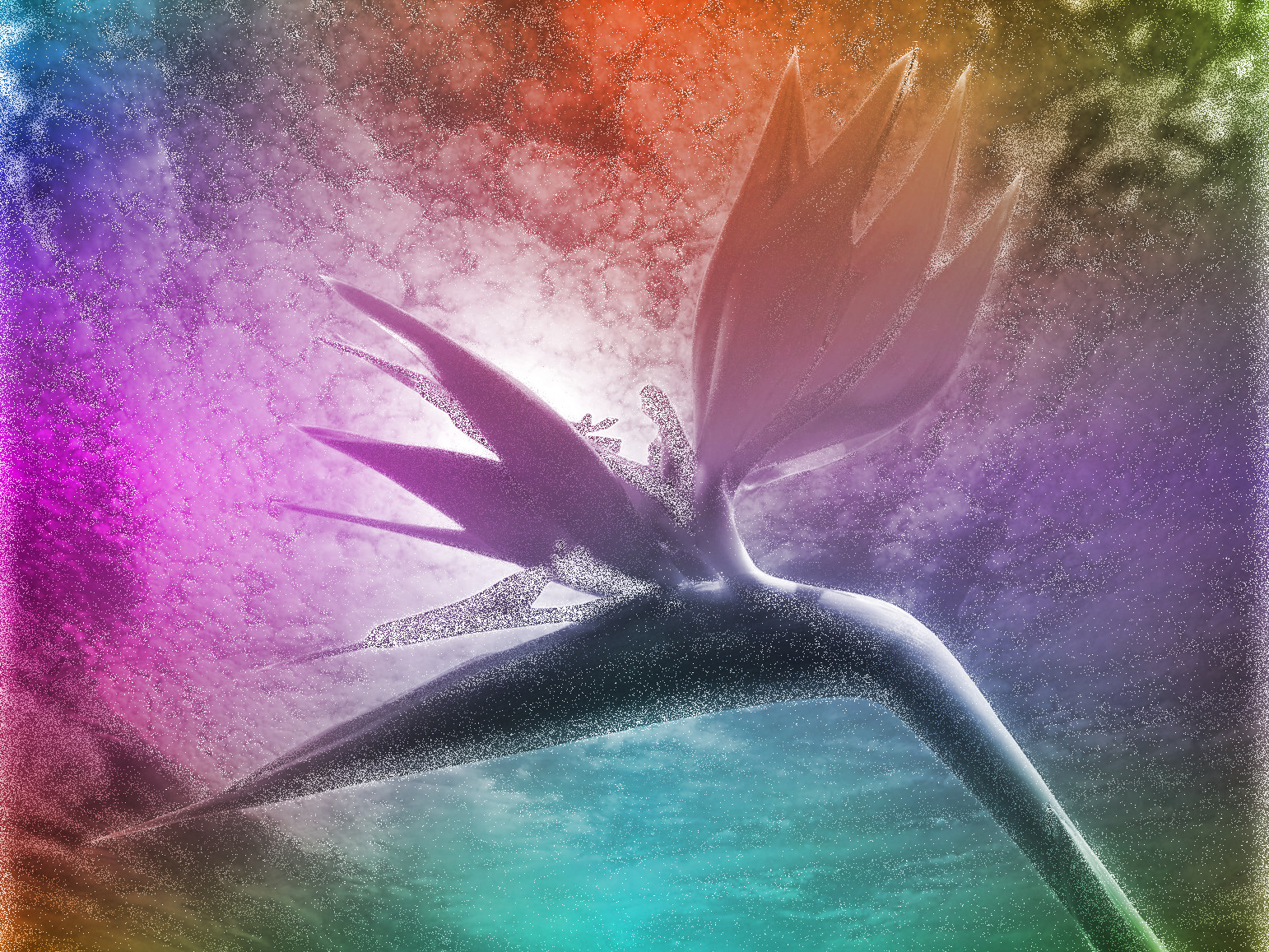 blossom-777163_DN_Shining_Effect_Outcome3.jpg