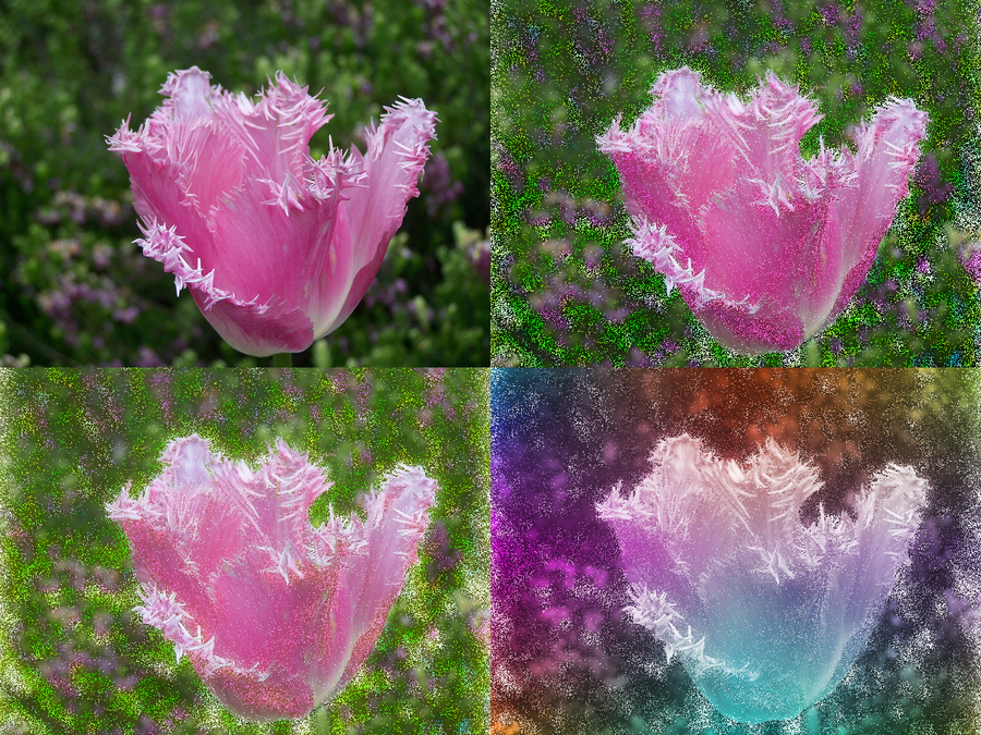 FringedTulip-Shining.png