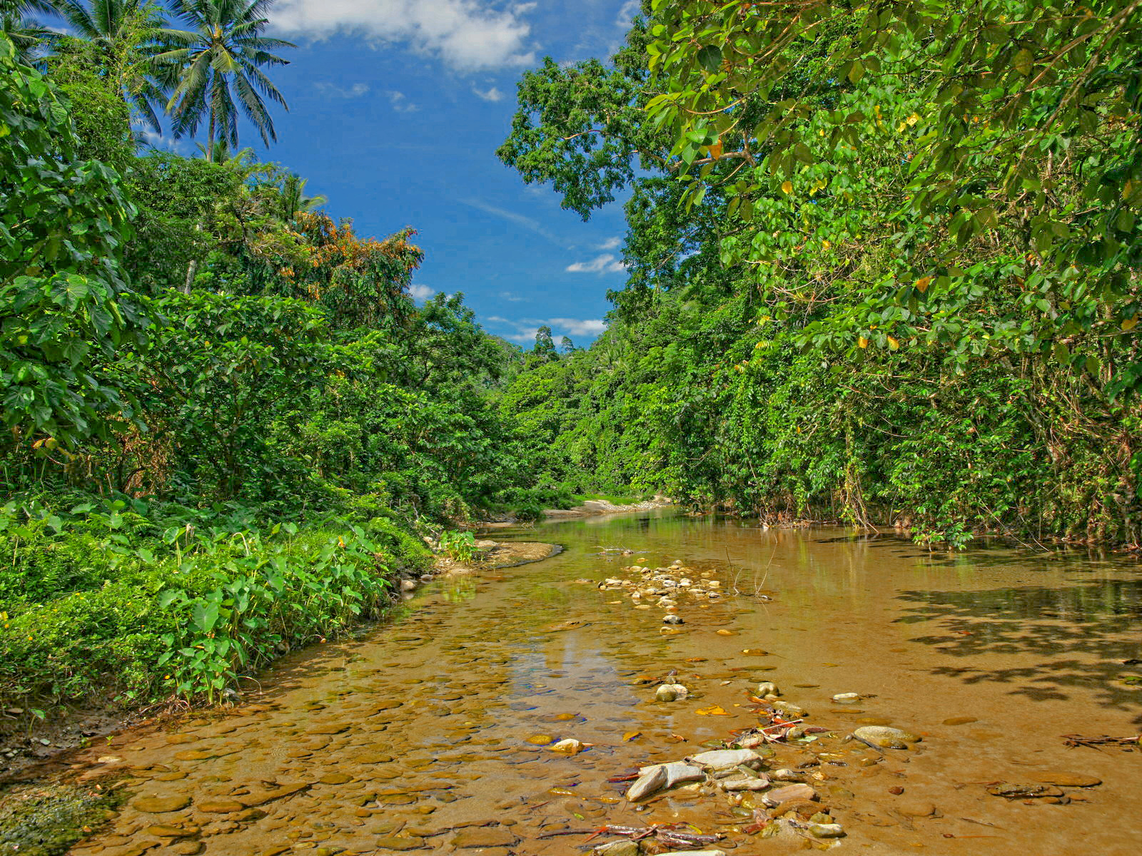 jungle_nature-dsc04097.jpg
