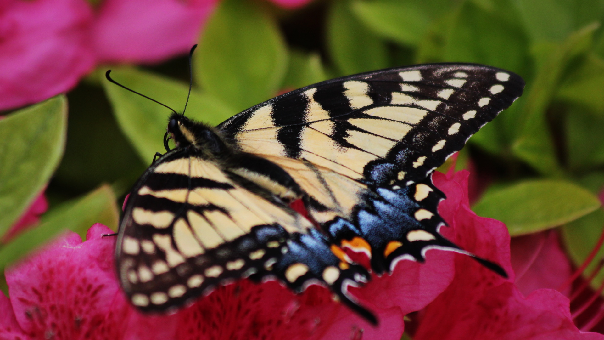 ButterFly.jpg