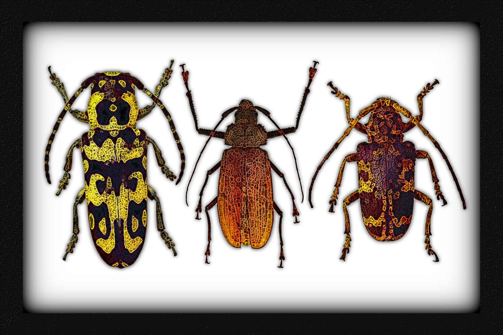 Bugs_in_frame 1,BA_SpiderPaint_v3bqt.jpg