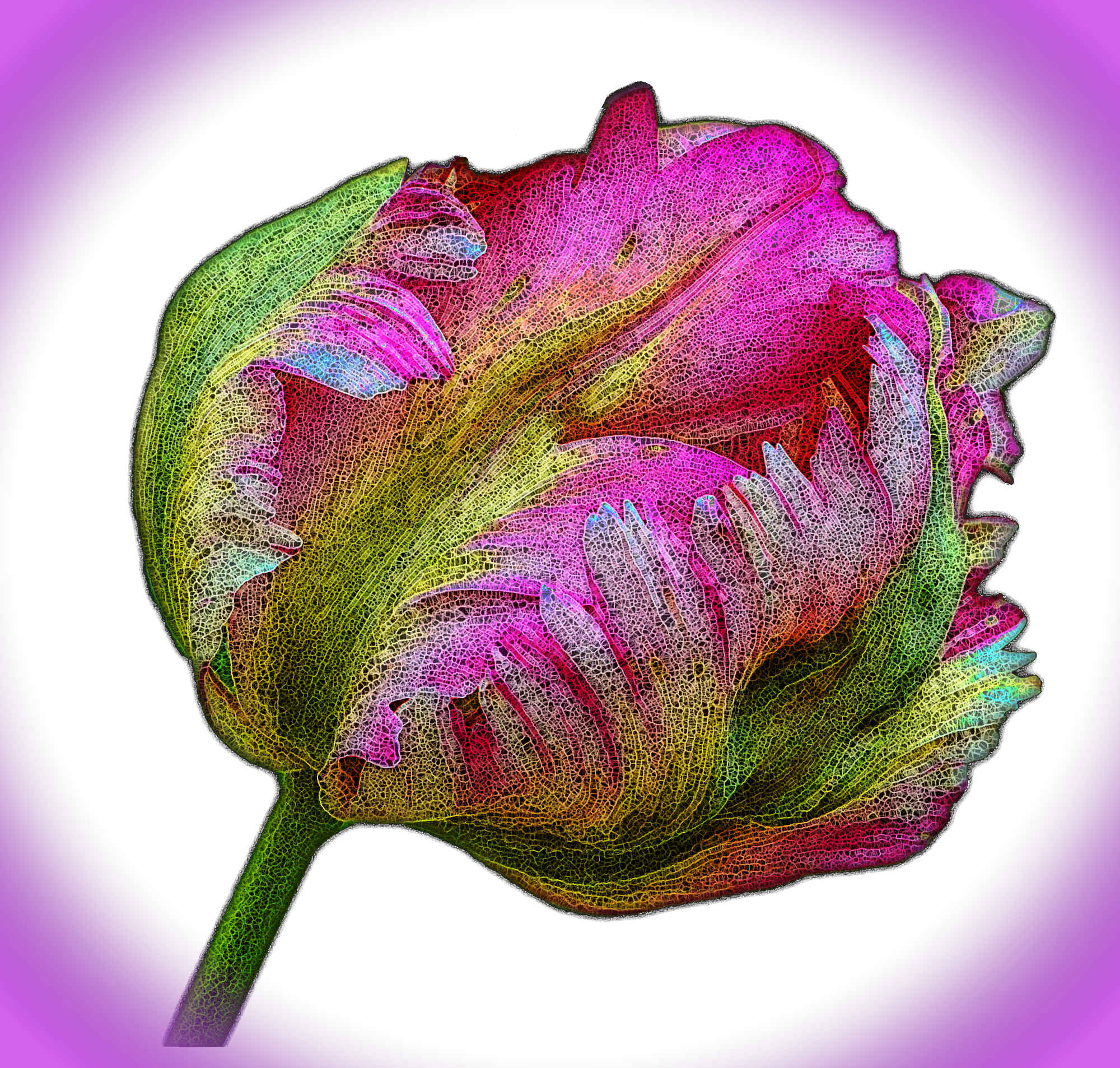 tulip-1978165~3,BA_SpiderPaint.jpg