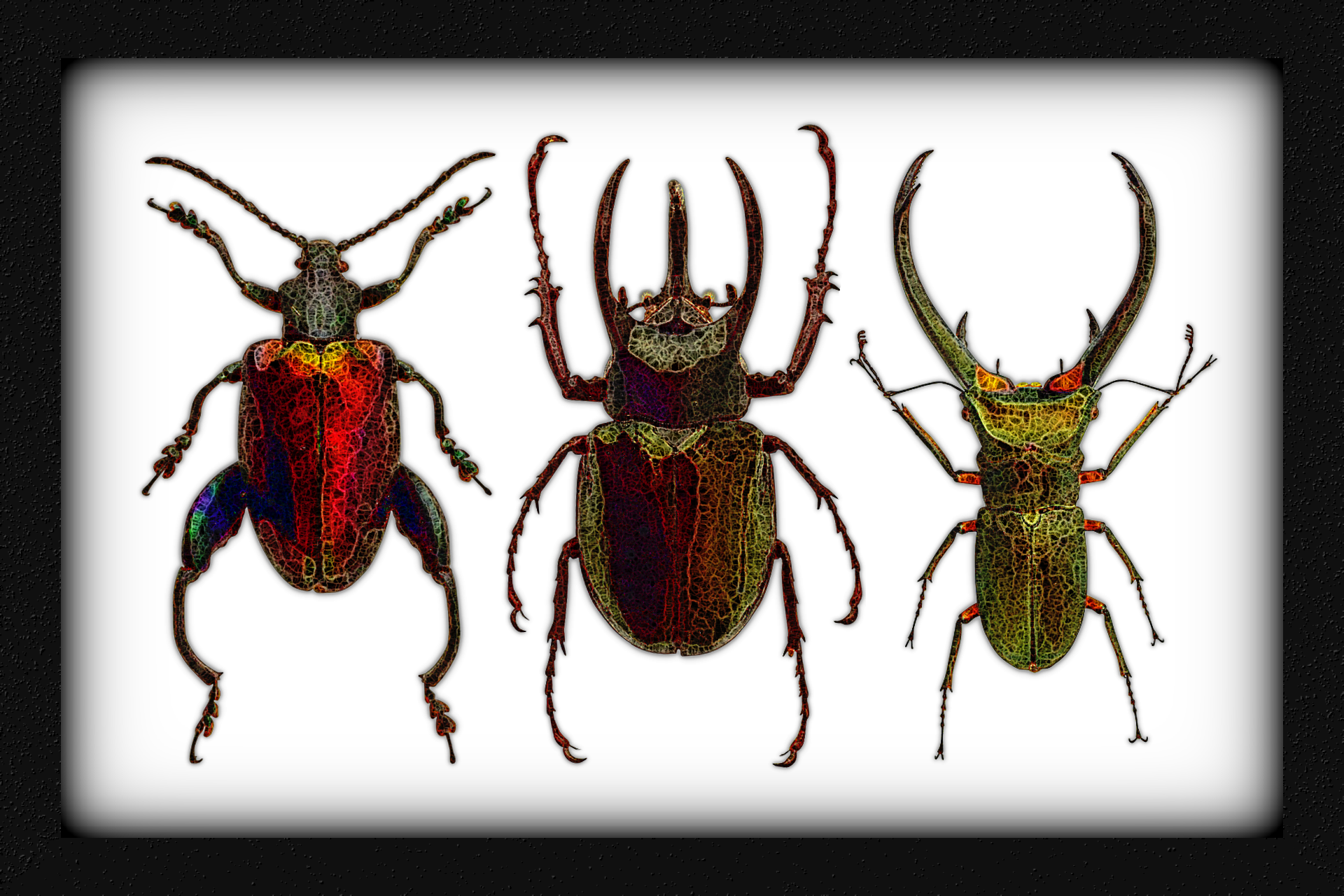 6x4 Bugs_in_frame 3,BA_SpiderPaint_v3bqt.png