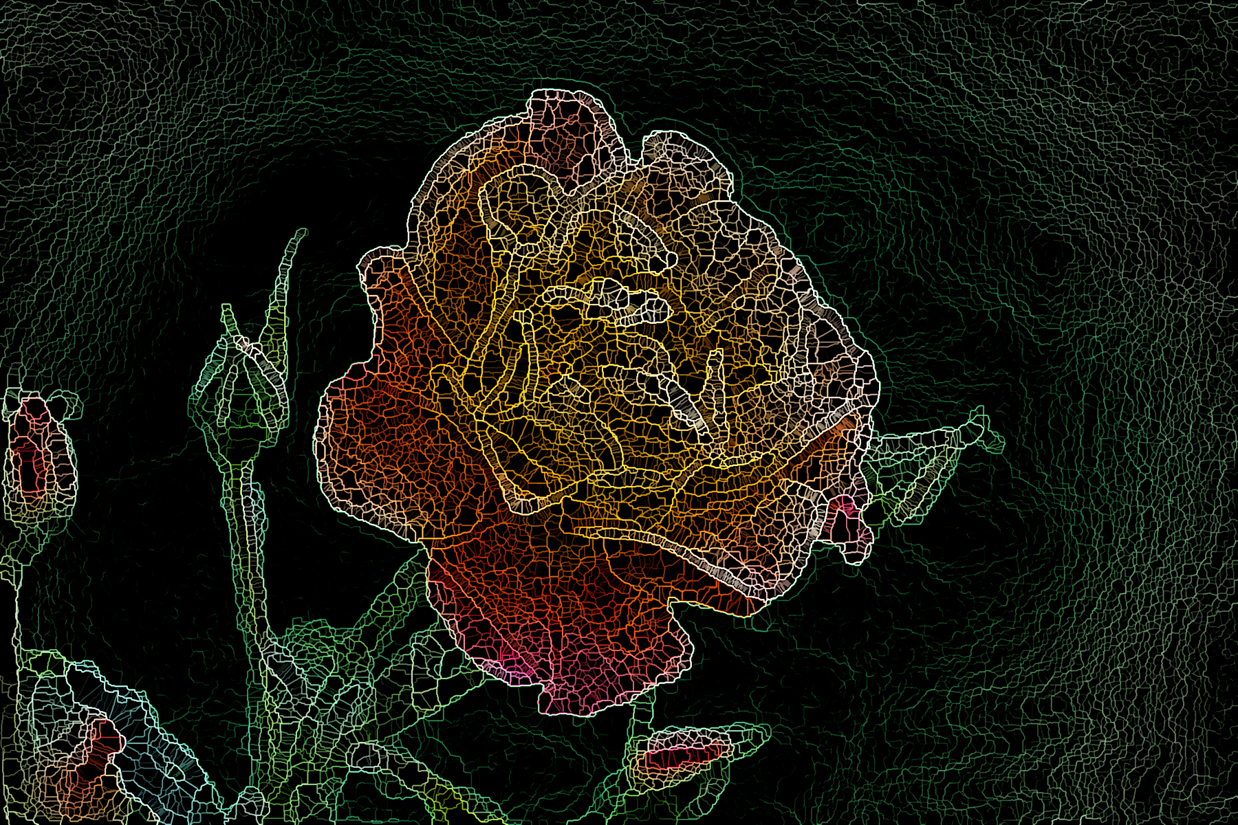 a_rose_6a.png