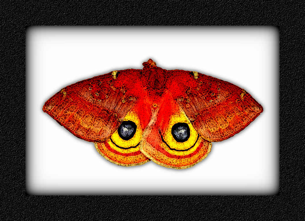 caterpillar-moth-butterfly-before-after-metamorphosis-17-2,BA_SpiderPaint.jpg